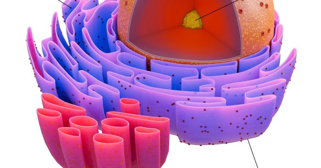 Sperm Morphology: Shape and Structure