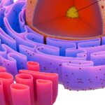 Sperm Morphology: Shape and Structure