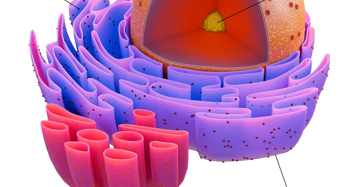 Sperm Morphology: Shape and Structure